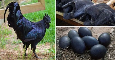 Kulay Itim Na Manok, may kamahalan ang presyo na nagtataglay .